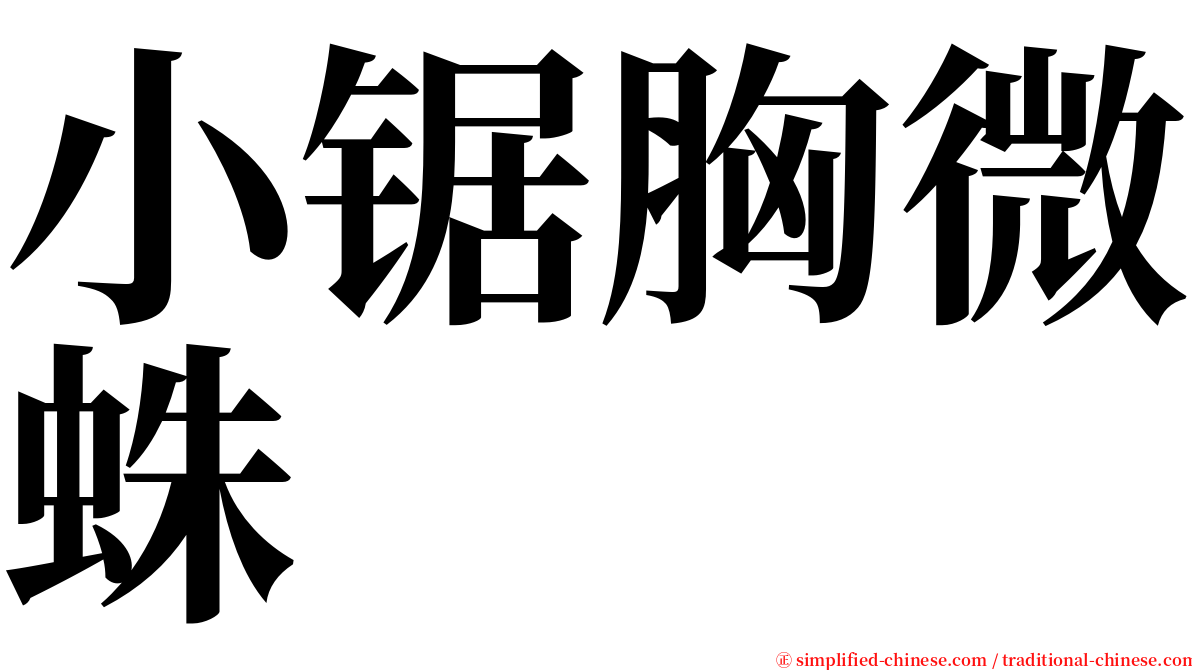 小锯胸微蛛 serif font