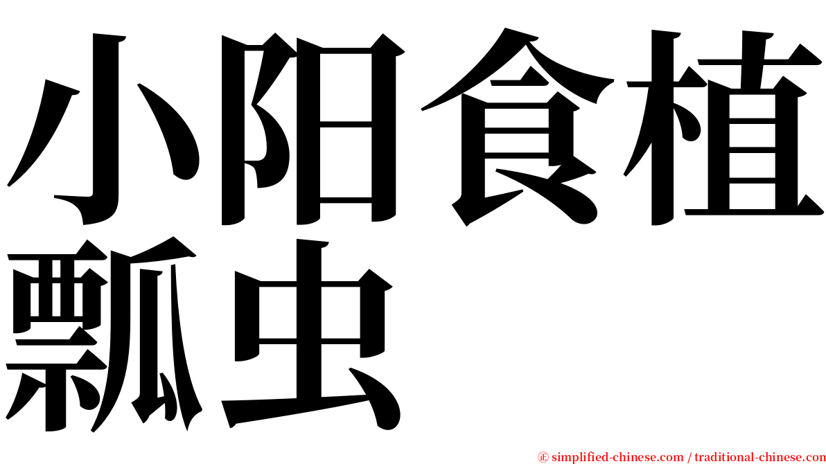 小阳食植瓢虫 serif font