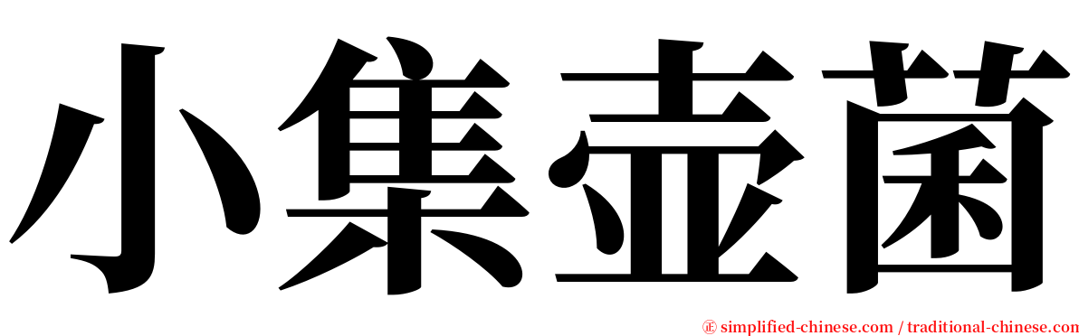 小集壶菌 serif font