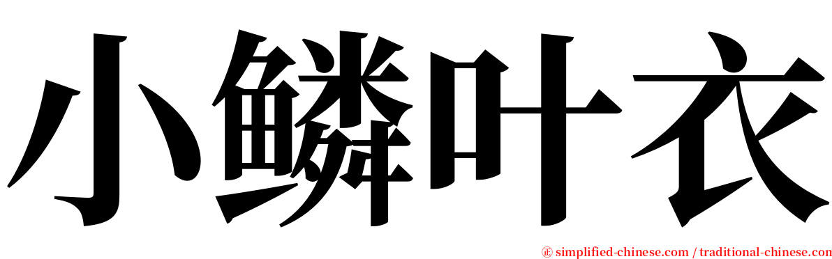 小鳞叶衣 serif font