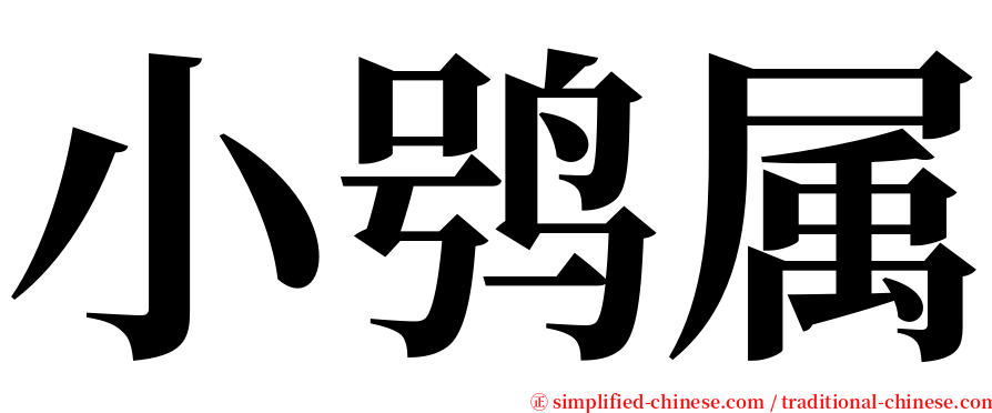 小鸮属 serif font