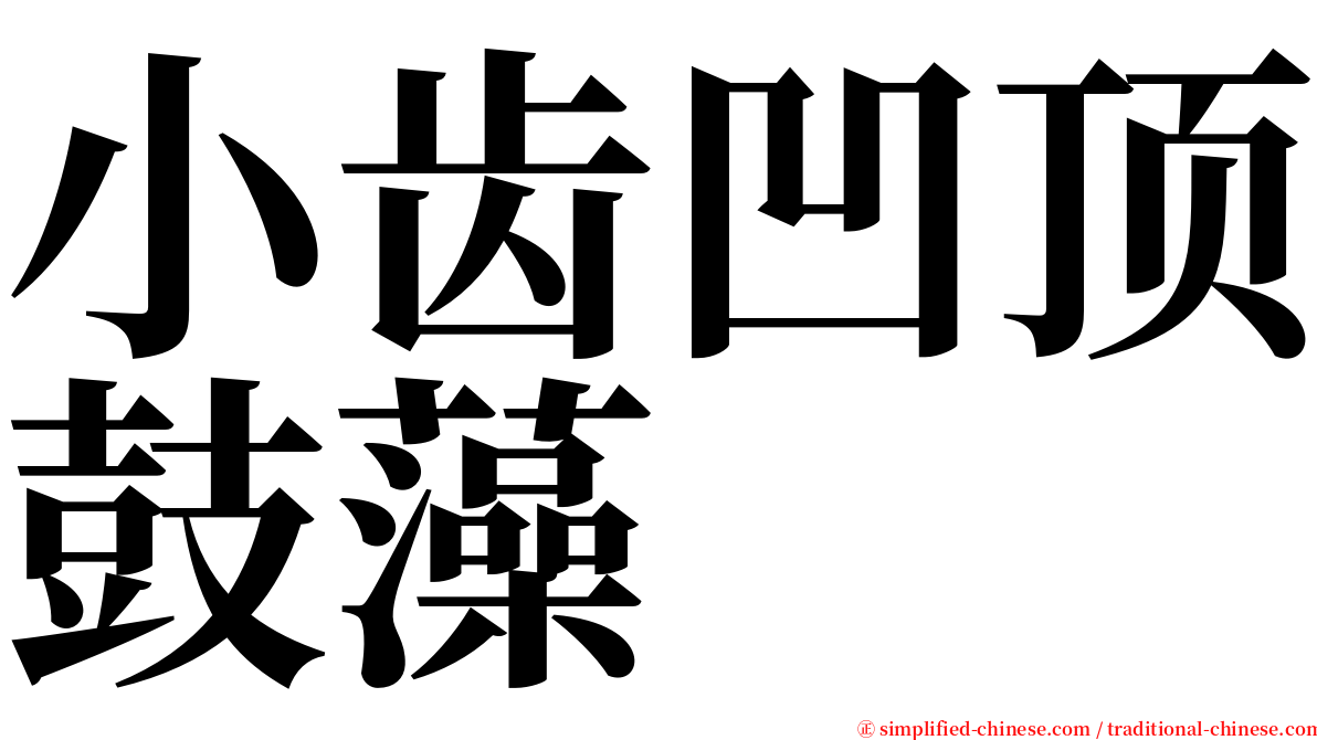 小齿凹顶鼓藻 serif font