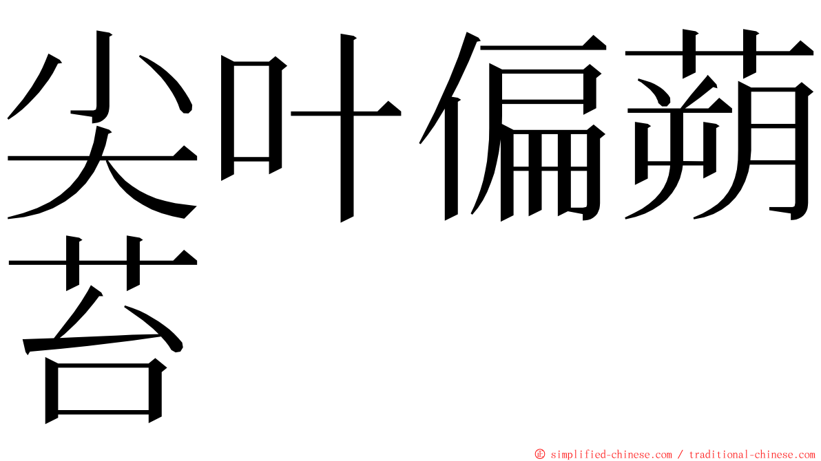 尖叶偏蒴苔 ming font