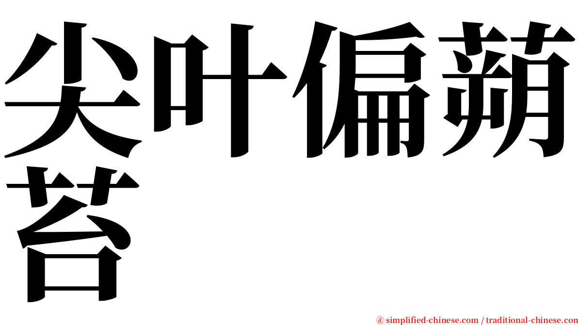 尖叶偏蒴苔 serif font