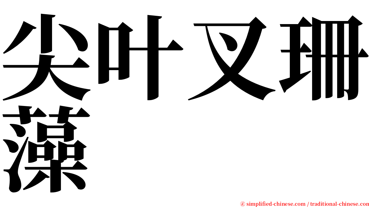 尖叶叉珊藻 serif font