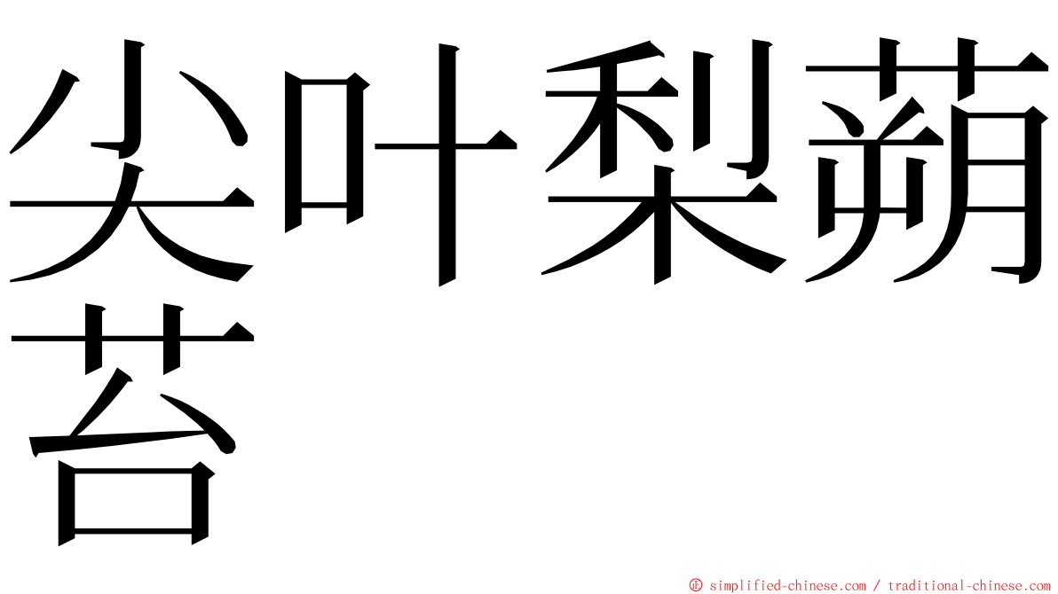 尖叶梨蒴苔 ming font