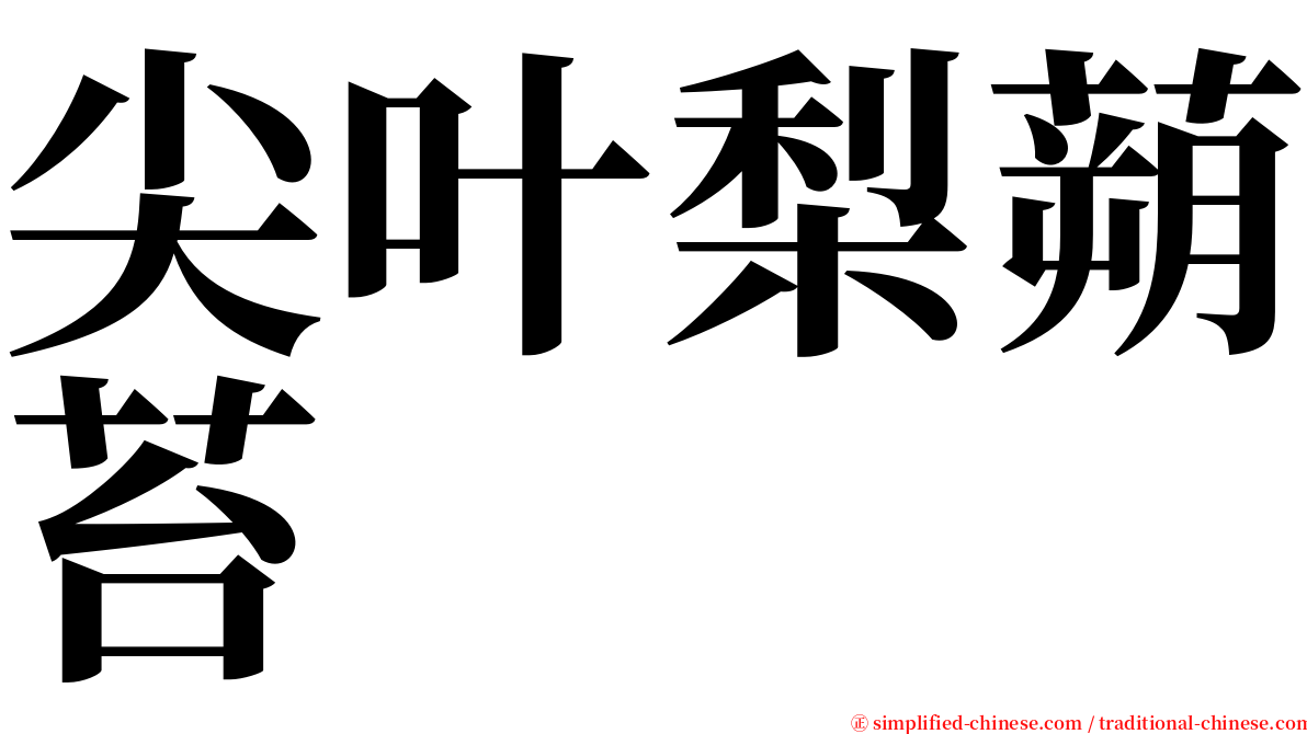 尖叶梨蒴苔 serif font