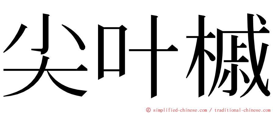 尖叶槭 ming font