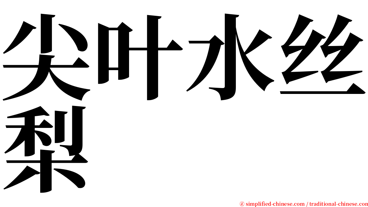 尖叶水丝梨 serif font