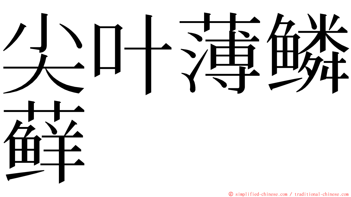 尖叶薄鳞藓 ming font