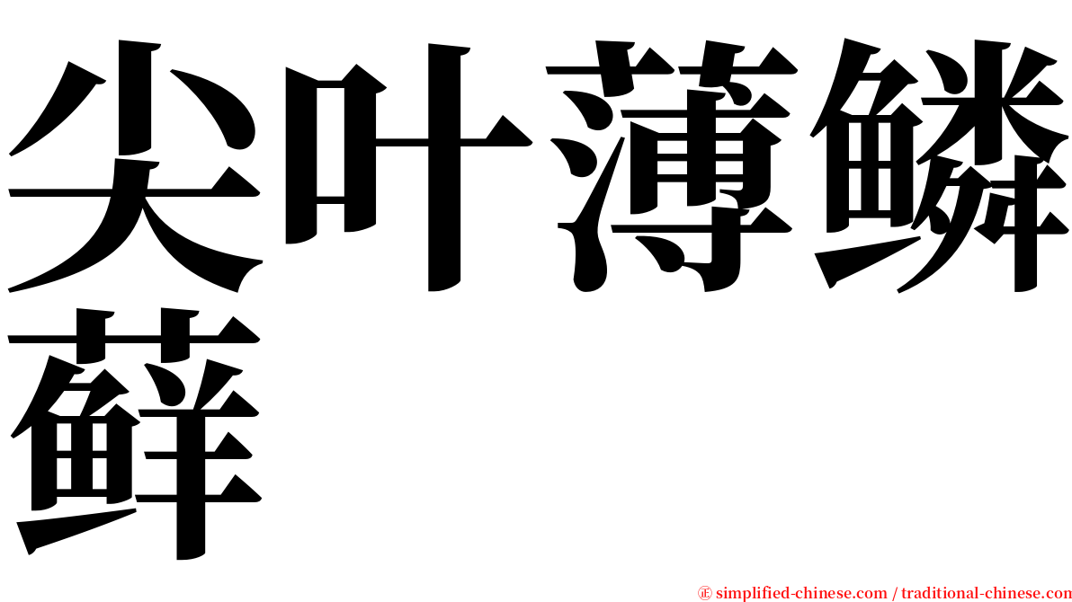 尖叶薄鳞藓 serif font