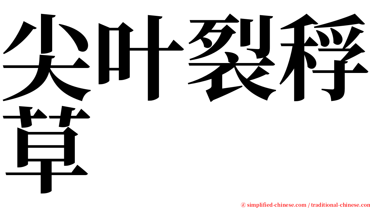 尖叶裂稃草 serif font