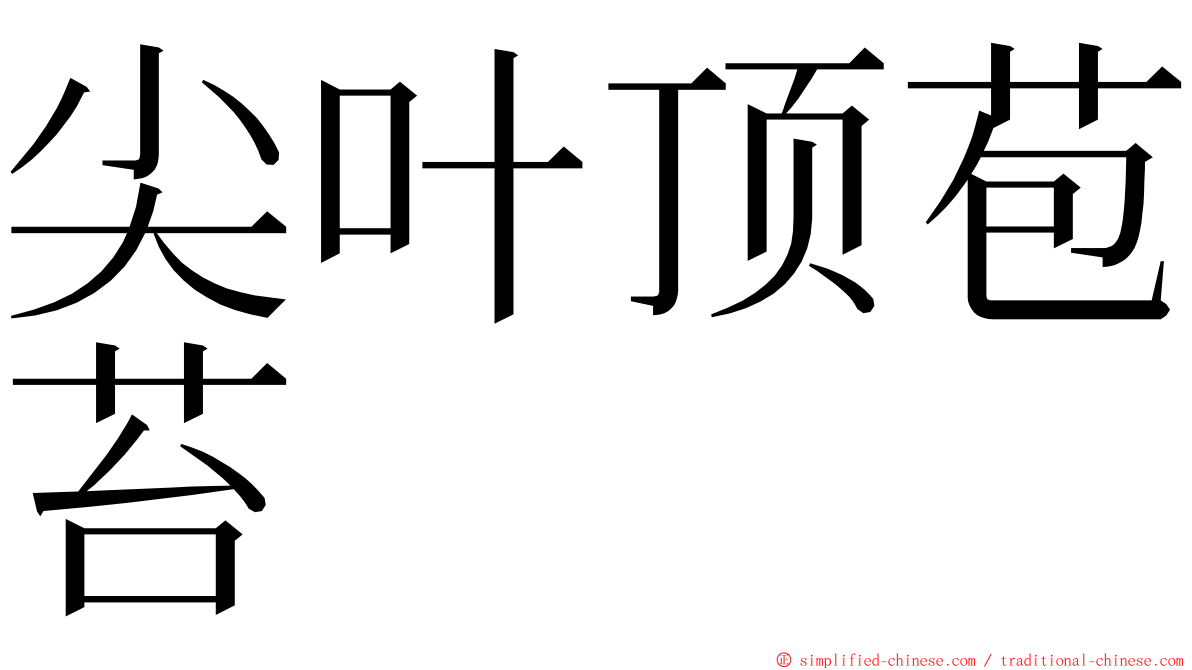 尖叶顶苞苔 ming font