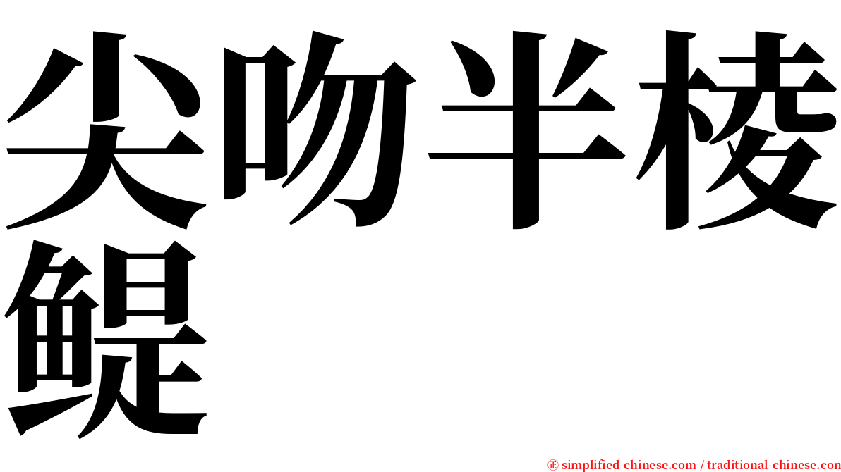 尖吻半棱鳀 serif font