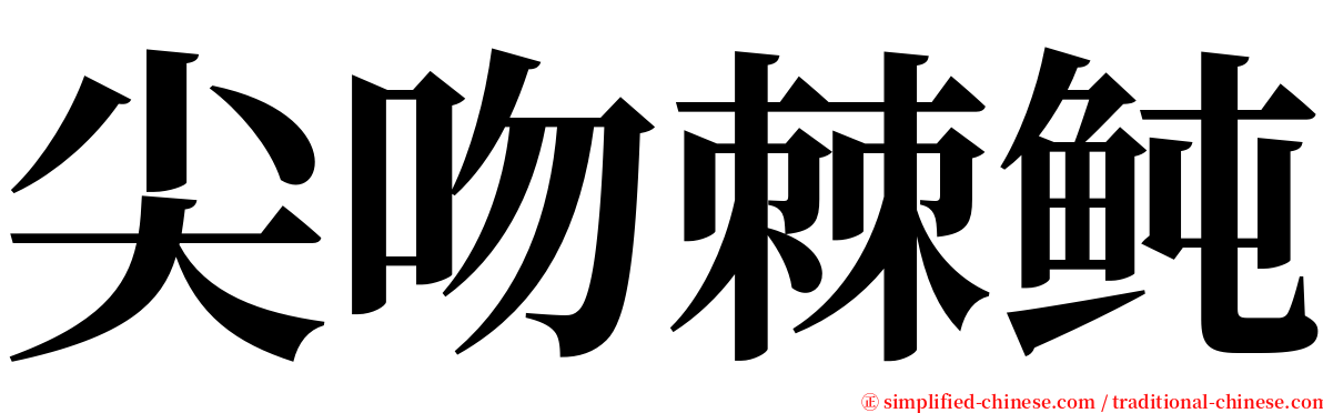 尖吻棘鲀 serif font