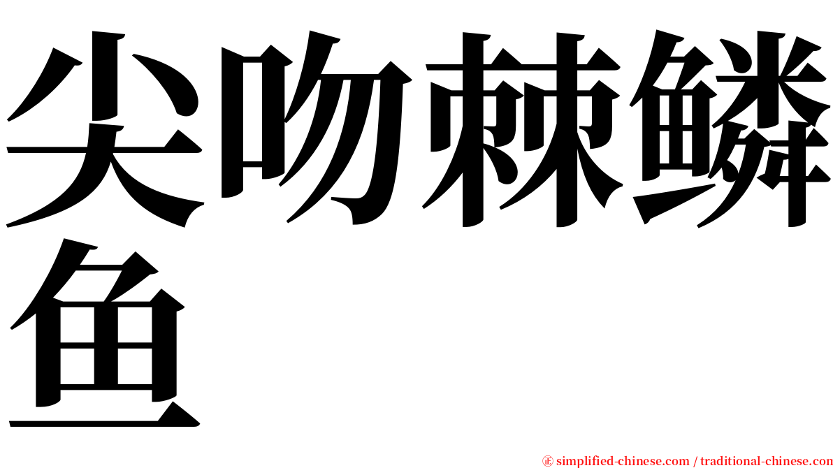 尖吻棘鳞鱼 serif font