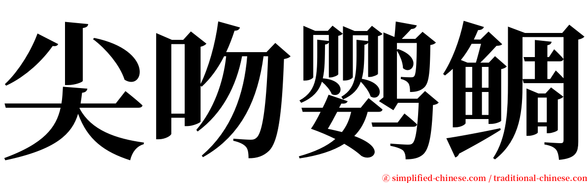 尖吻鹦鲷 serif font