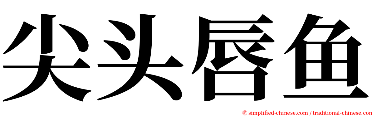 尖头唇鱼 serif font