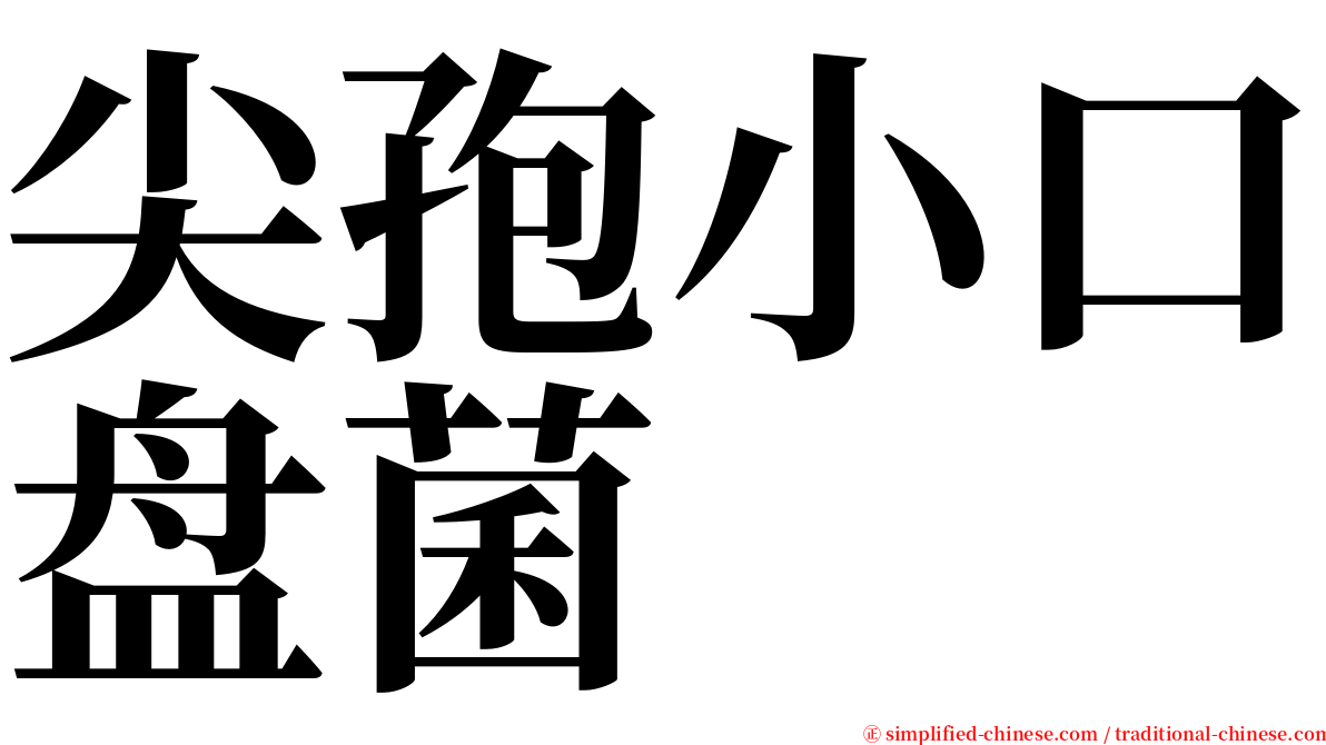 尖孢小口盘菌 serif font