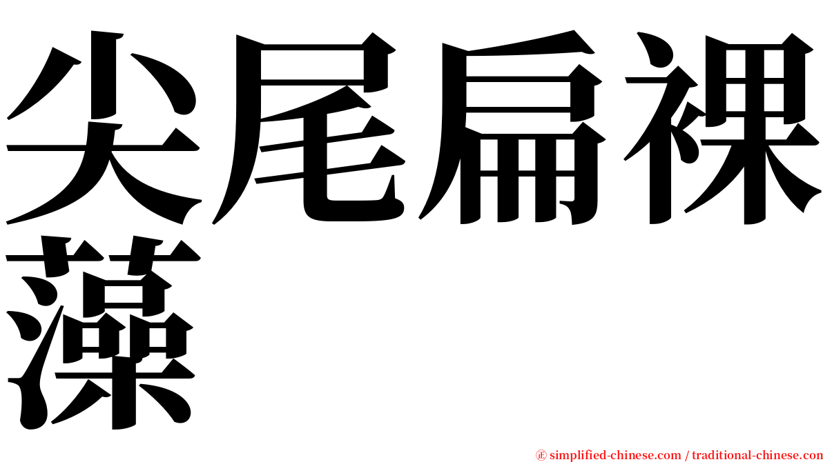 尖尾扁裸藻 serif font