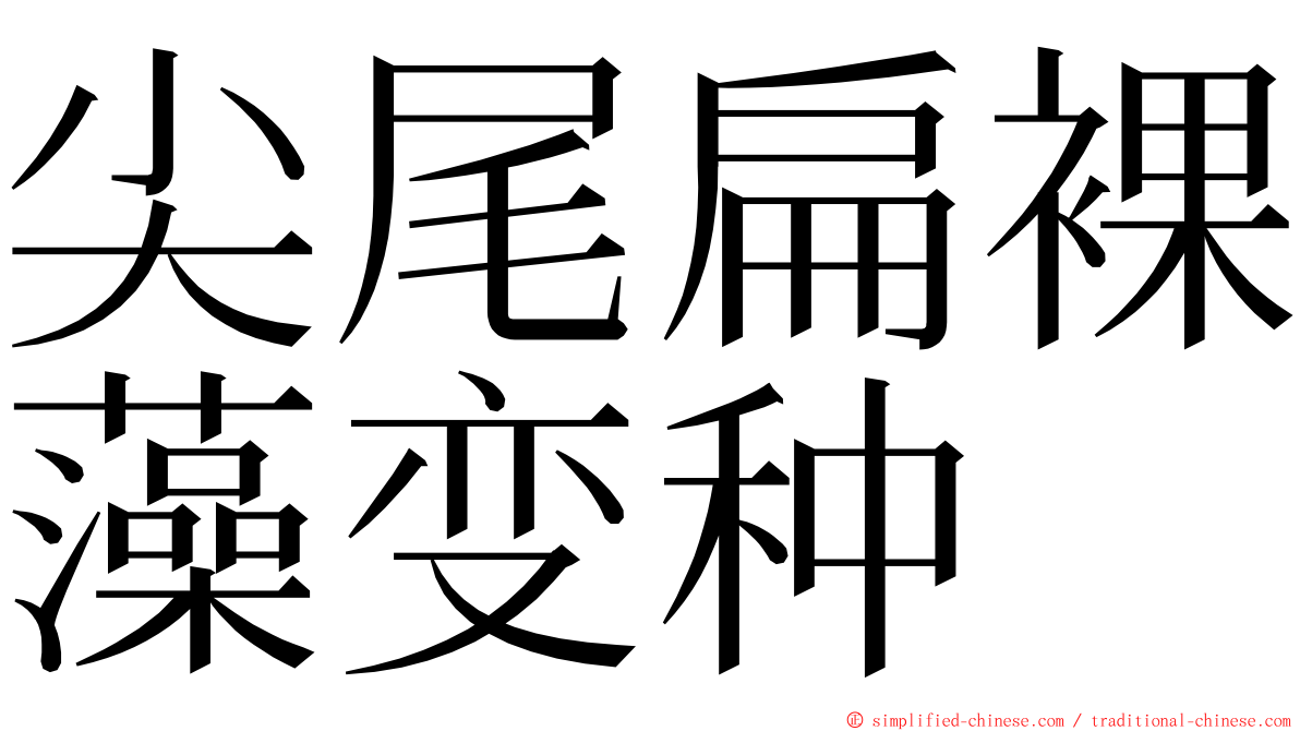 尖尾扁裸藻变种 ming font