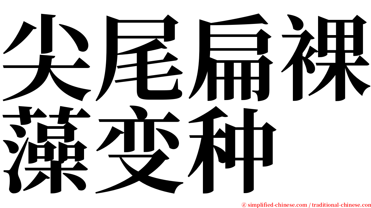 尖尾扁裸藻变种 serif font