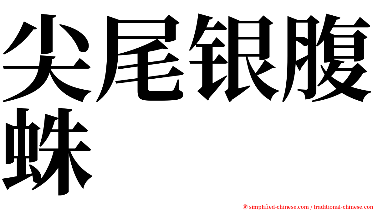 尖尾银腹蛛 serif font