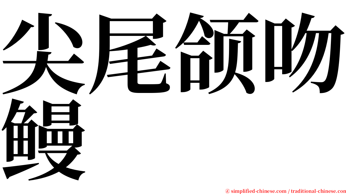 尖尾颌吻鳗 serif font