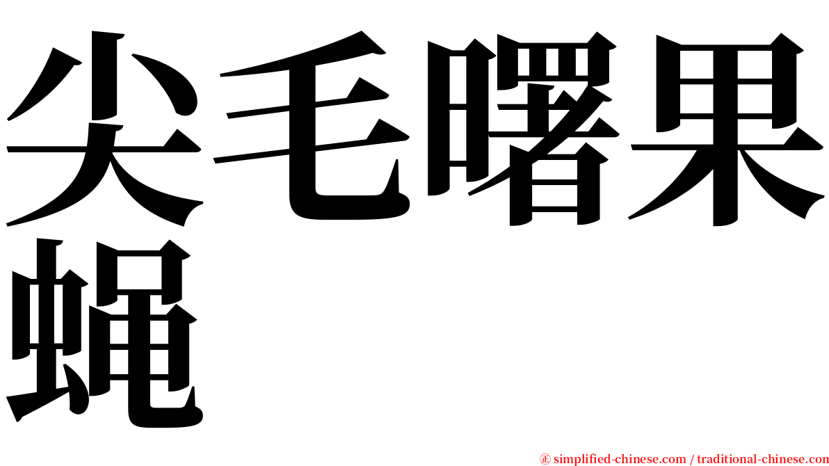 尖毛曙果蝇 serif font