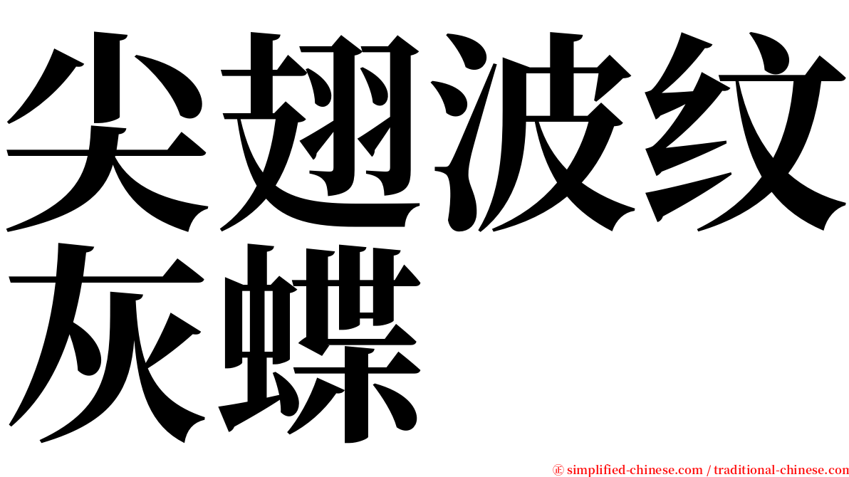 尖翅波纹灰蝶 serif font