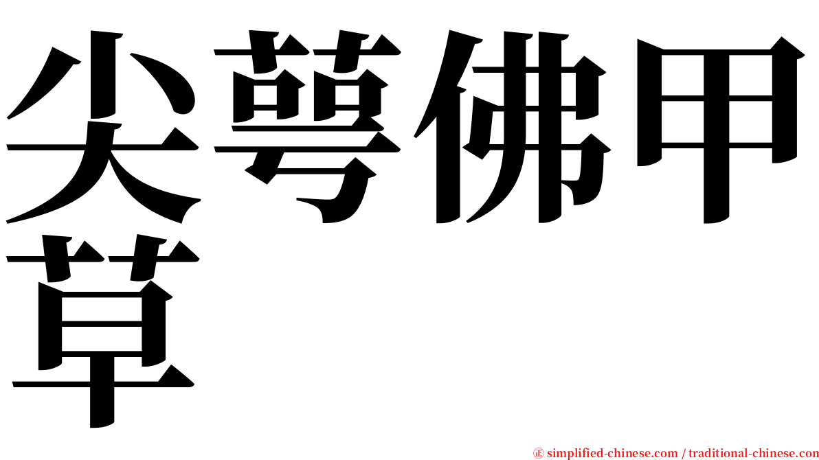 尖萼佛甲草 serif font