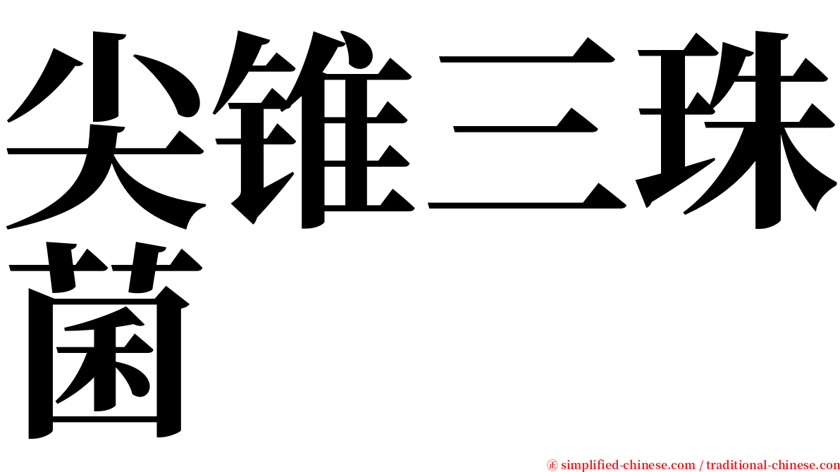 尖锥三珠菌 serif font