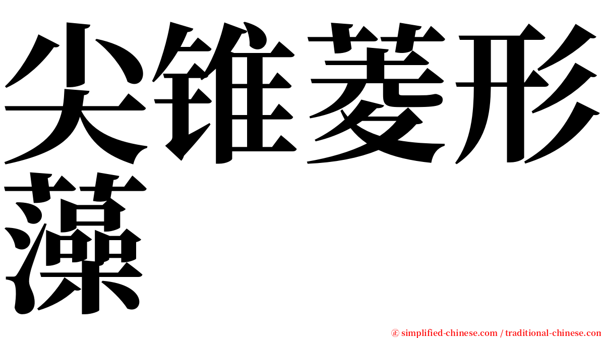 尖锥菱形藻 serif font