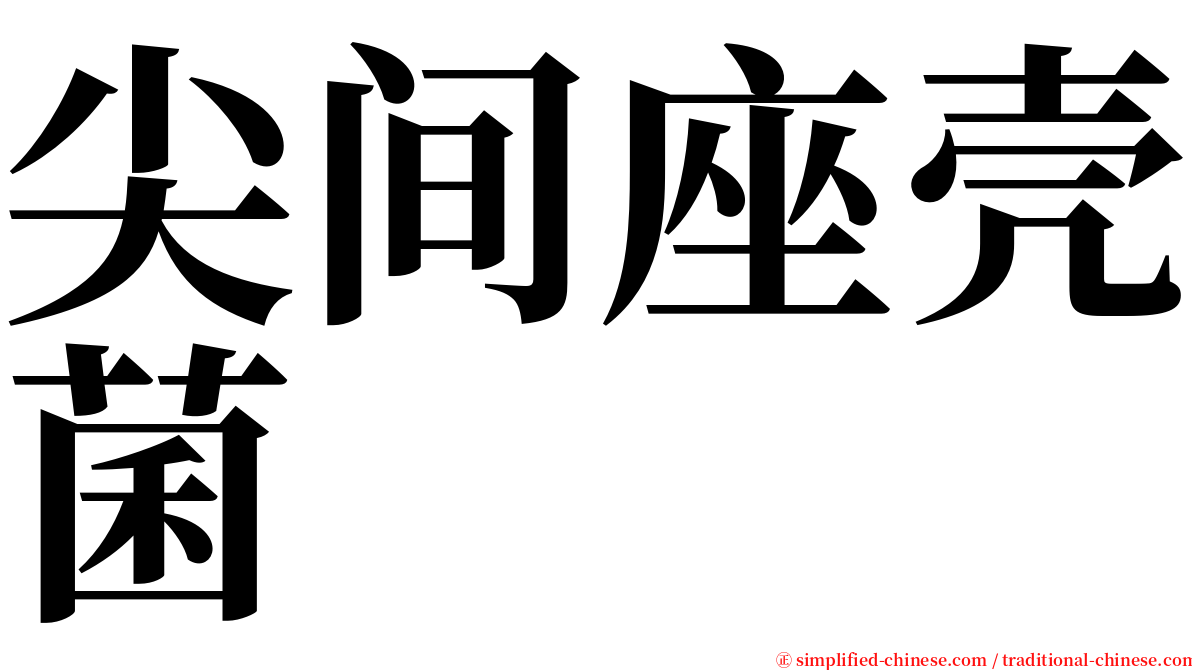 尖间座壳菌 serif font