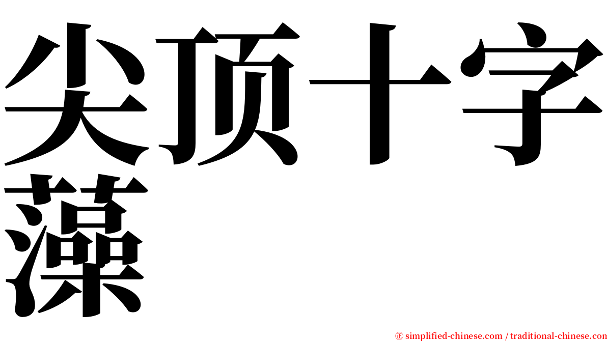 尖顶十字藻 serif font