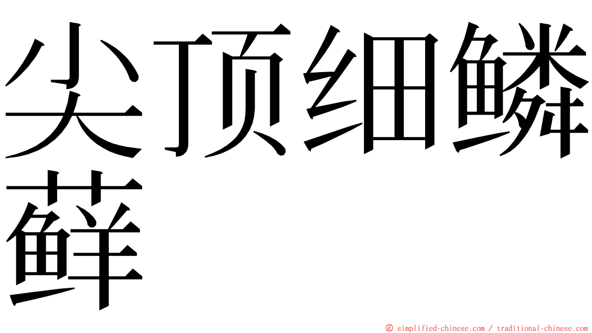 尖顶细鳞藓 ming font