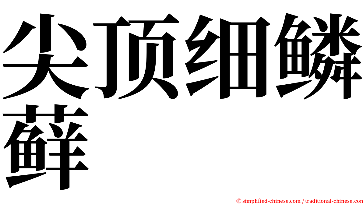 尖顶细鳞藓 serif font