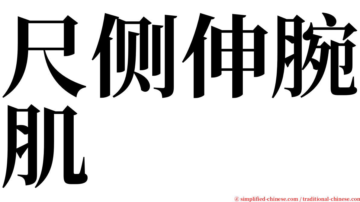 尺侧伸腕肌 serif font