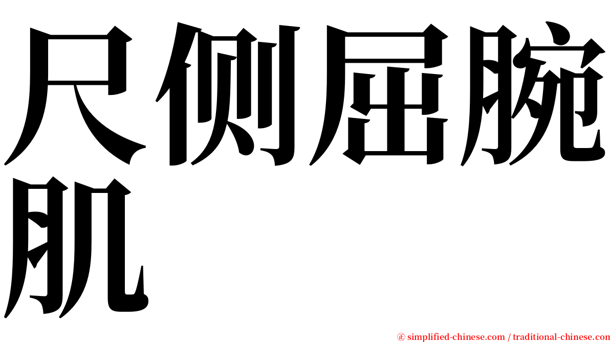 尺侧屈腕肌 serif font