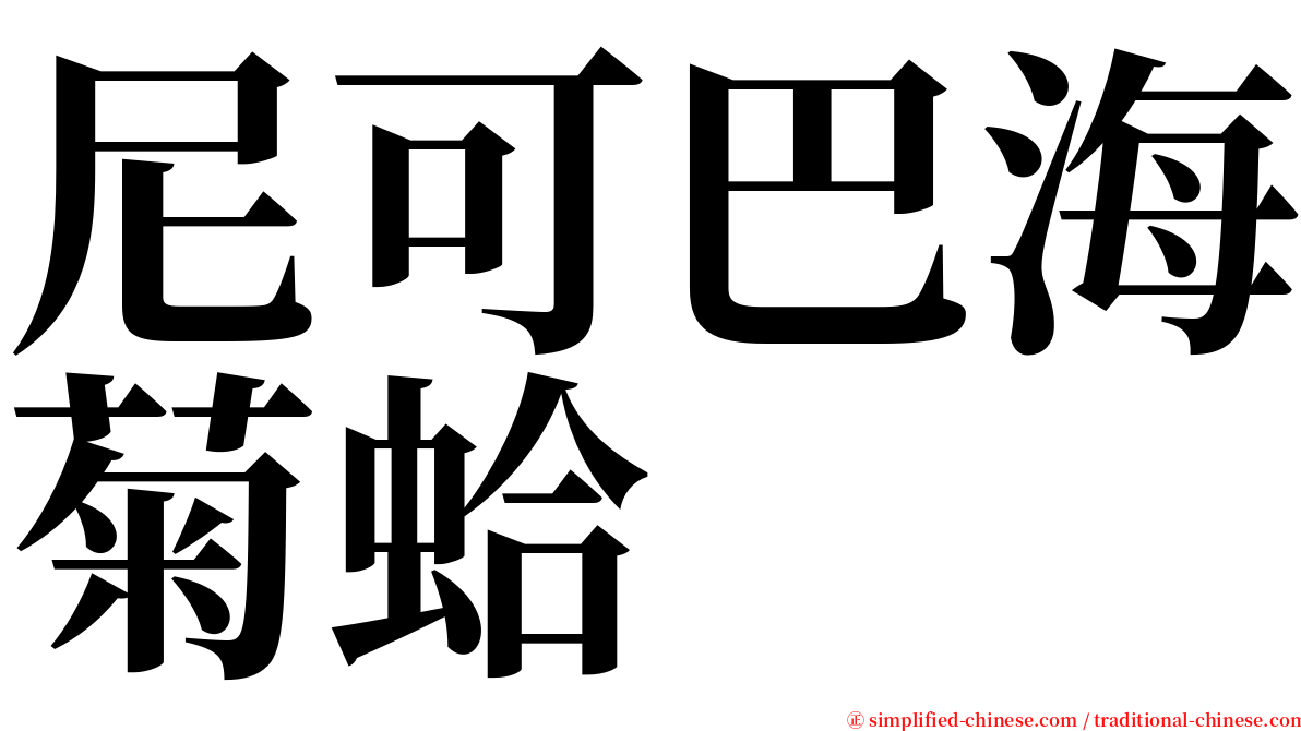 尼可巴海菊蛤 serif font