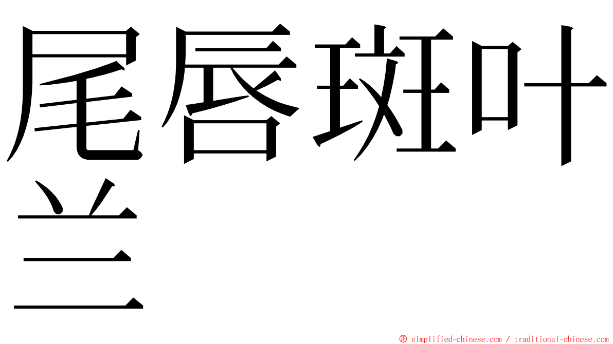 尾唇斑叶兰 ming font