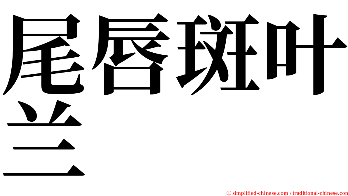 尾唇斑叶兰 serif font