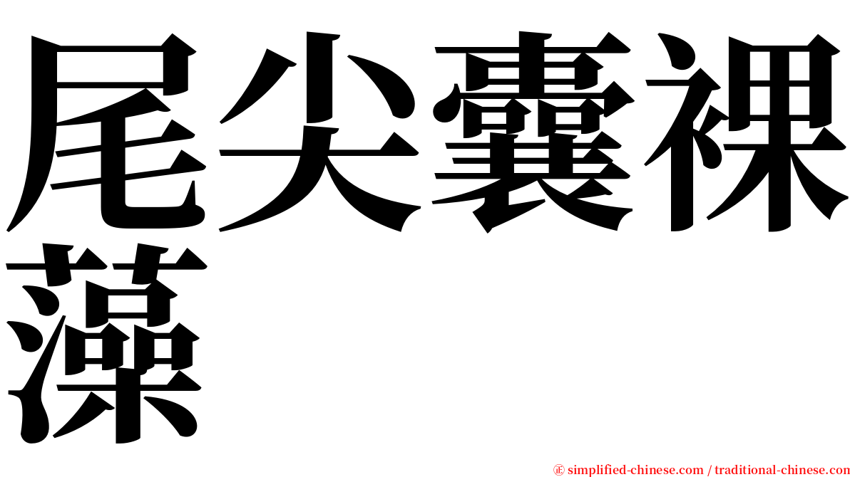 尾尖囊裸藻 serif font