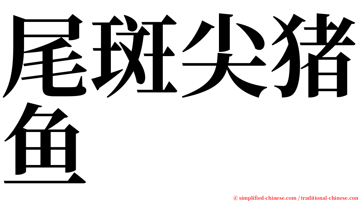 尾斑尖猪鱼 serif font