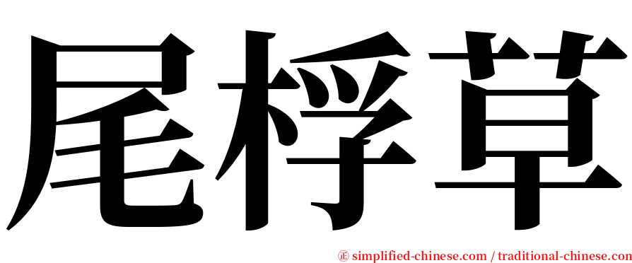 尾桴草 serif font