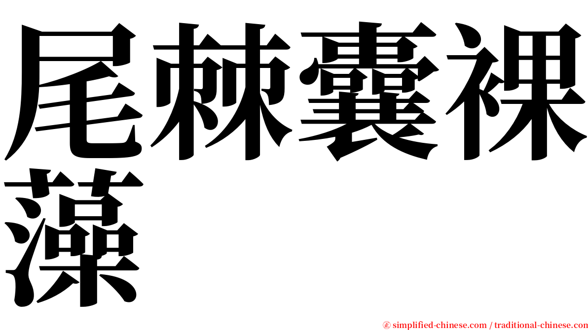 尾棘囊裸藻 serif font