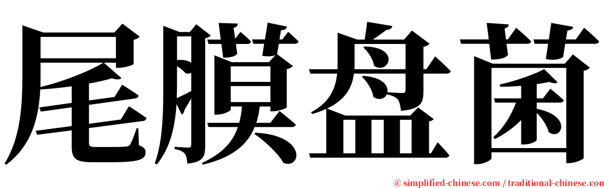 尾膜盘菌 serif font