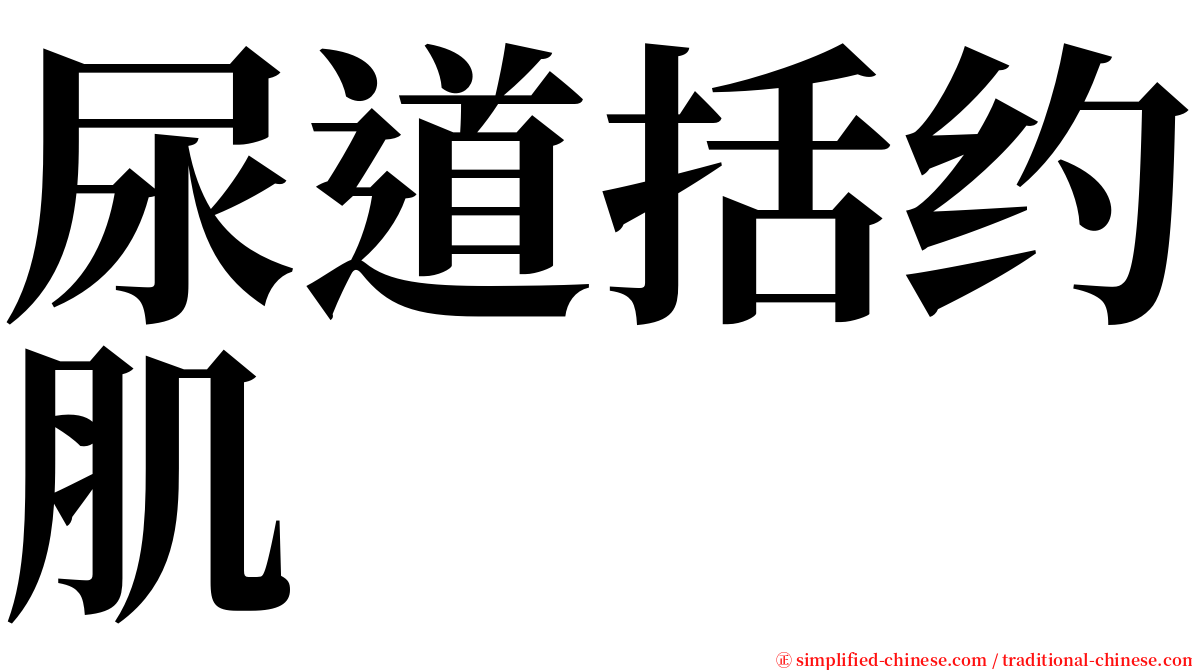 尿道括约肌 serif font