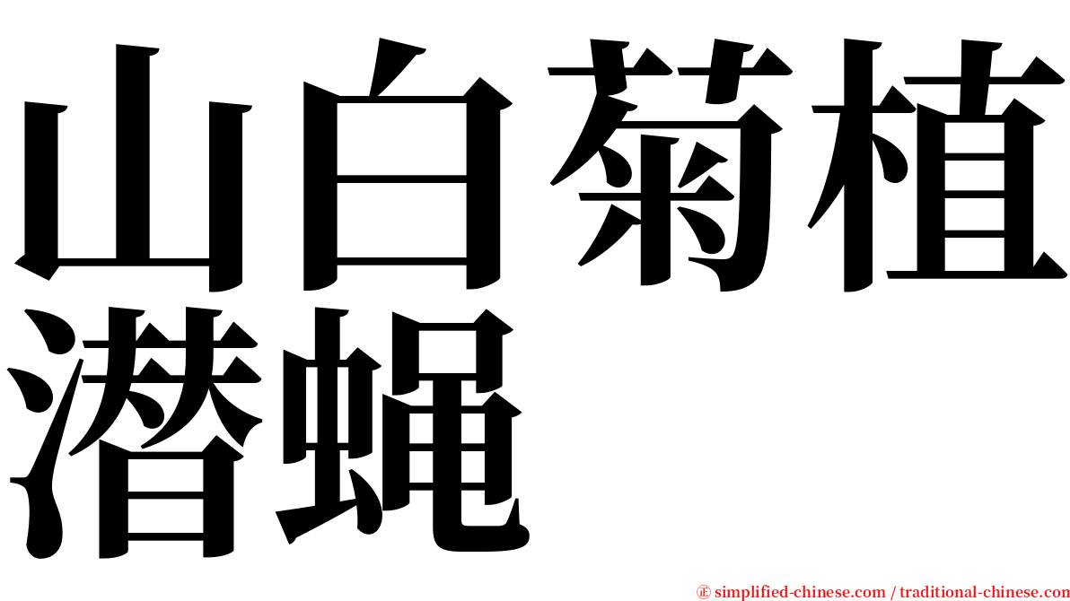 山白菊植潜蝇 serif font