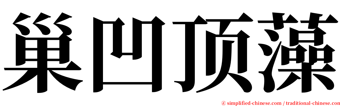 巢凹顶藻 serif font